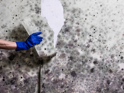 Hand tearing a piece of mold-covered wallpaper from a wall