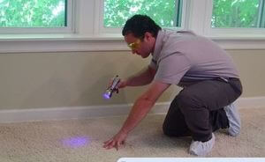 mold-inspection-pet-odor-removal-inspection